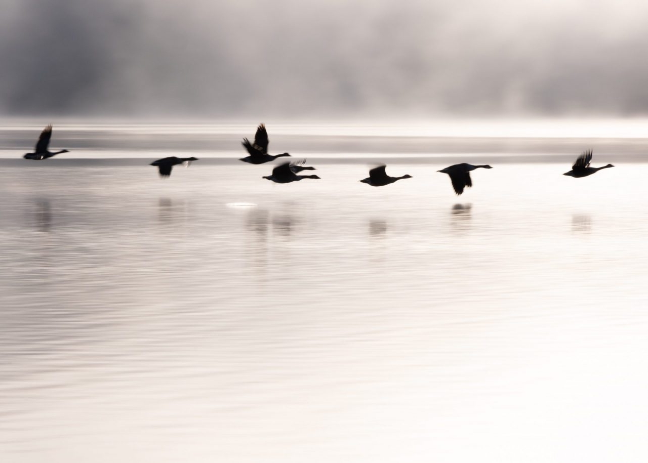 September - Geese over Ullswater